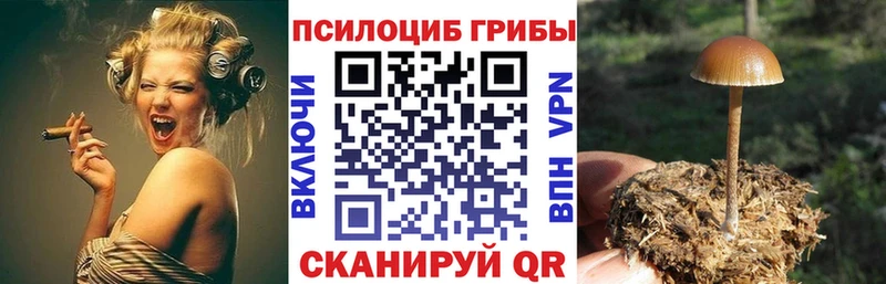 Купить где  Костерёво  Галлюциногенные грибы Psilocybine cubensis 